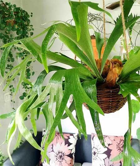 家庭室外养什么花最好