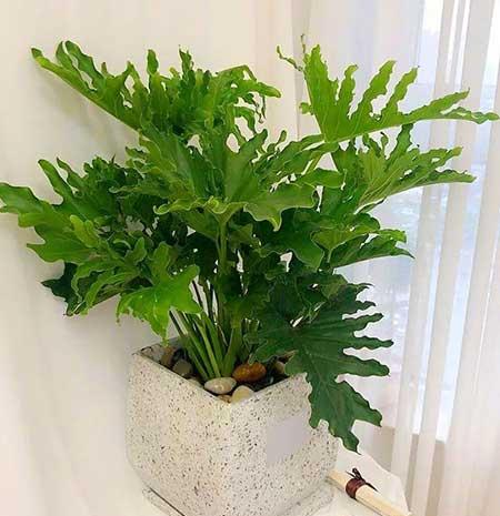 家庭室外养什么花最好