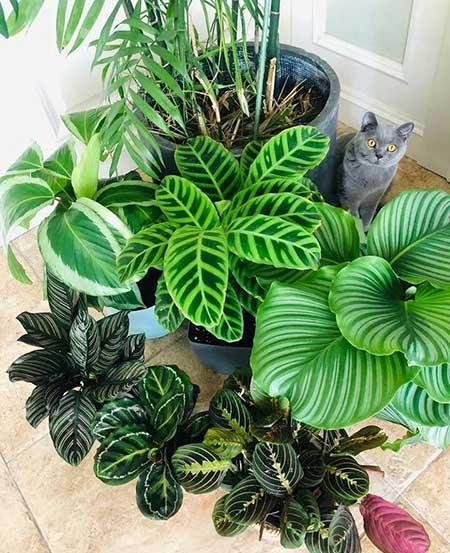 家庭室外养什么花最好