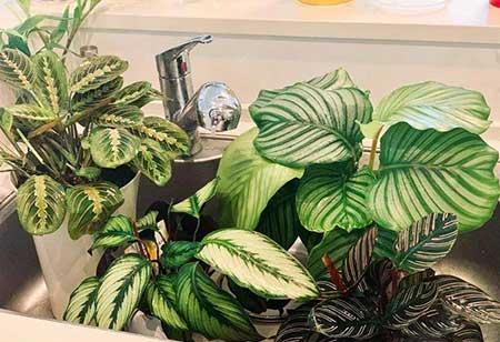 家庭室外养什么花最好