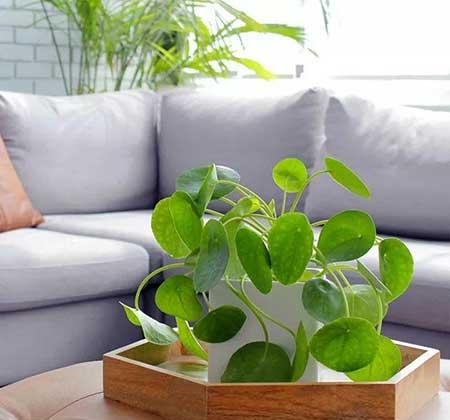 家庭室外养什么花最好