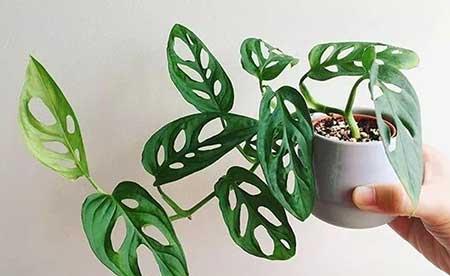 家庭室外养什么花最好