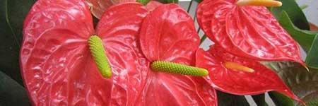 红掌花适合什么土养