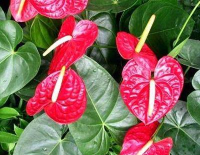 红掌花适合什么土养