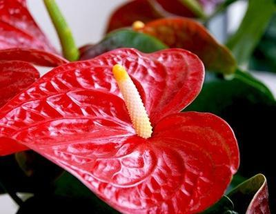 红掌花适合什么土养