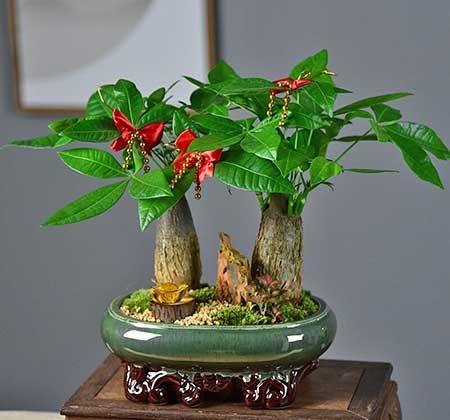 家里面养什么植物好