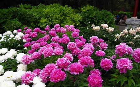 家里面养什么植物好