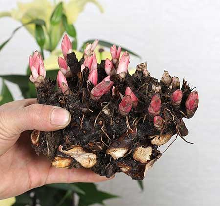 家里面养什么植物好