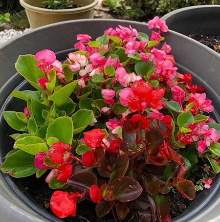 家里面养什么植物好