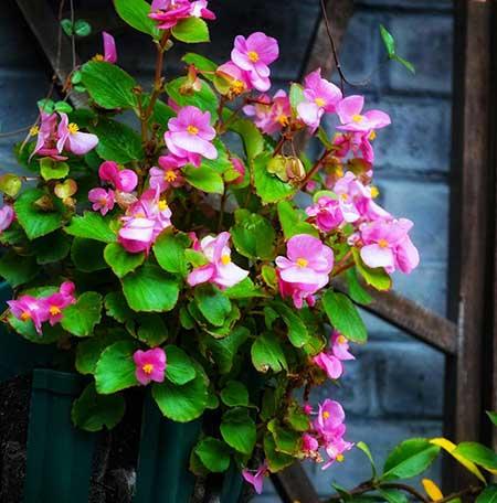 家里面养什么植物好