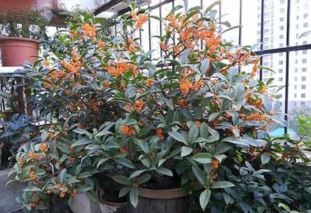 家里面养什么植物好