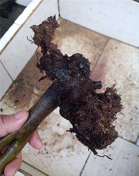 家里面养什么植物好