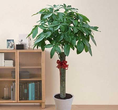 家里面养什么植物好