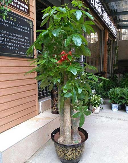 家里面养什么植物好