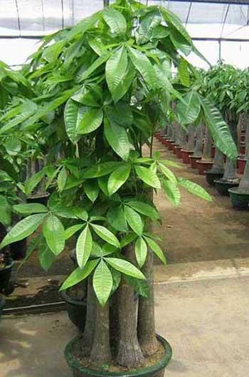 家里面养什么植物好