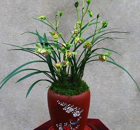 家里面养什么植物好