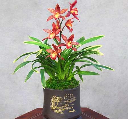 家里面养什么植物好