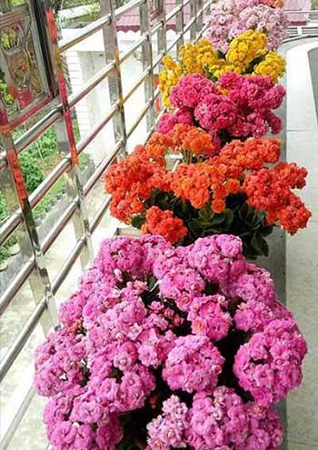 家里面养什么植物好