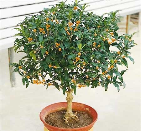 家里面养什么植物好