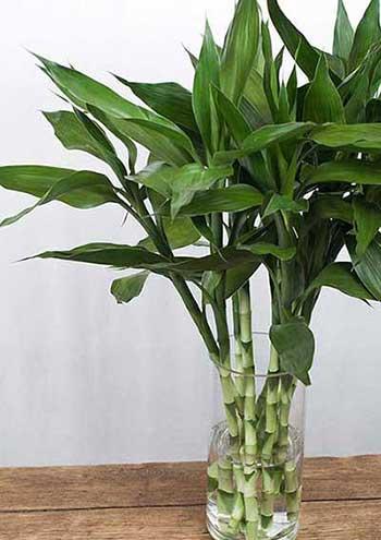 家里面养什么植物好