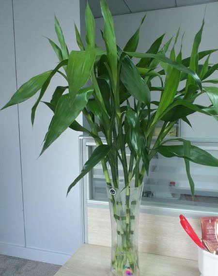 家里面养什么植物好