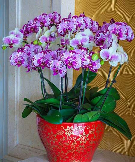 家里面养什么植物好