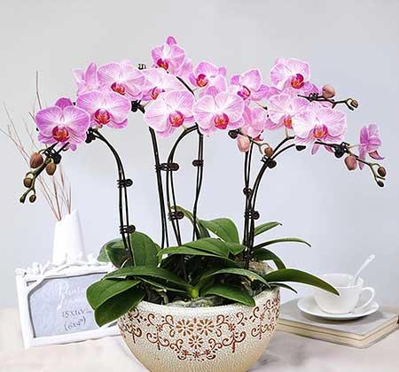 家里面养什么植物好