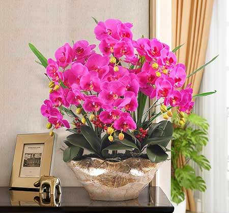 家里面养什么植物好