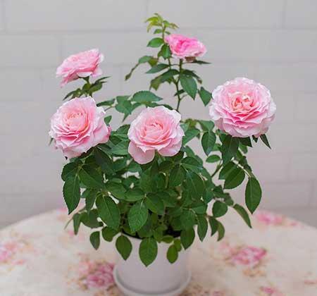 家里面养什么植物好