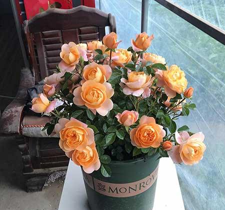 家里面养什么植物好