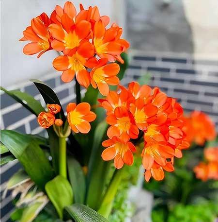 家里面养什么植物好