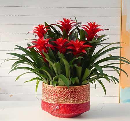 家里面养什么植物好