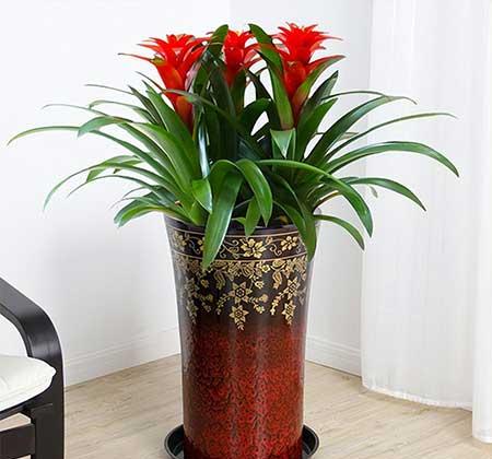 家里面养什么植物好