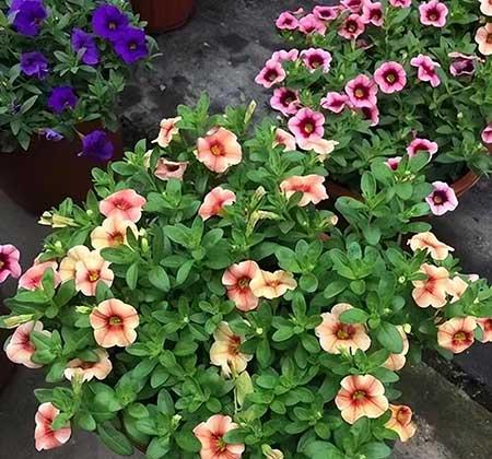 家里面养什么植物好