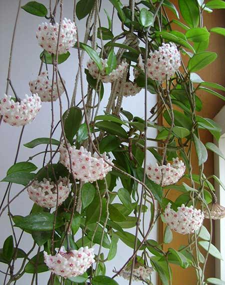 家里面养什么植物好