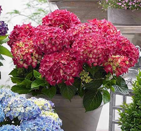 家里面养什么植物好