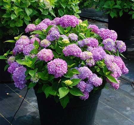 家里面养什么植物好