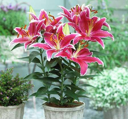 家里面养什么植物好