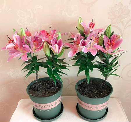 家里面养什么植物好