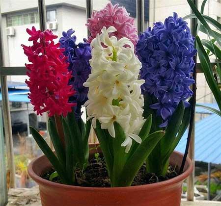 家里面养什么植物好