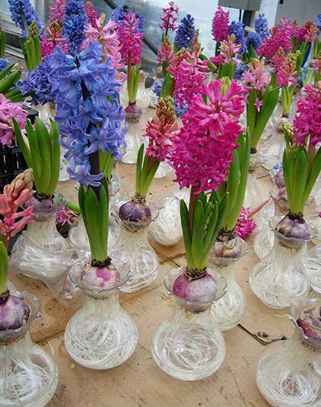 家里面养什么植物好