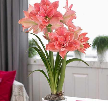 家里面养什么植物好