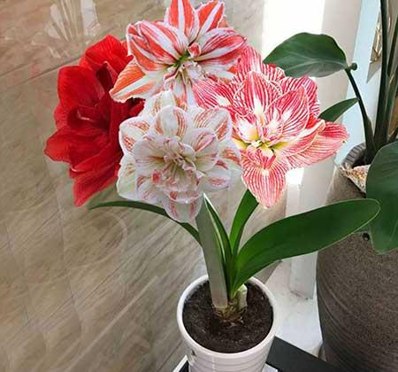 家里面养什么植物好