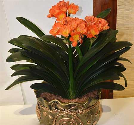 家里面养什么植物好