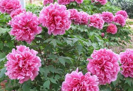 家里面养什么植物好