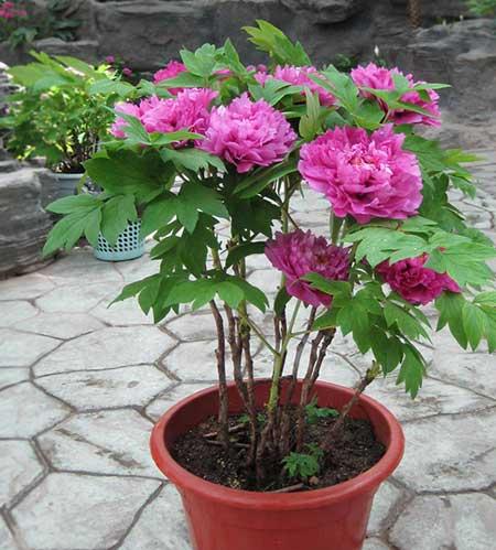 家里面养什么植物好