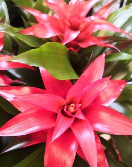 家里客厅养什么花