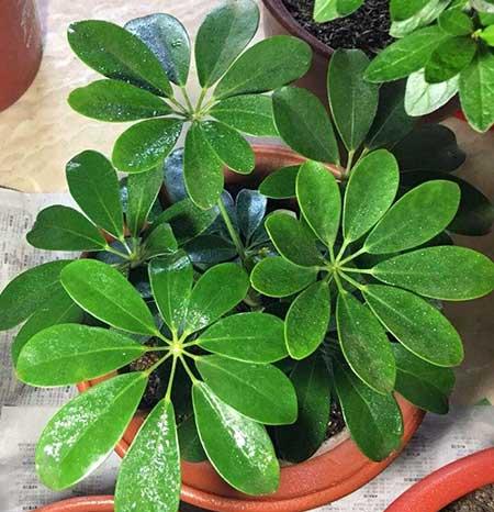 家里客厅养什么花