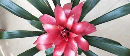 家里客厅养什么花