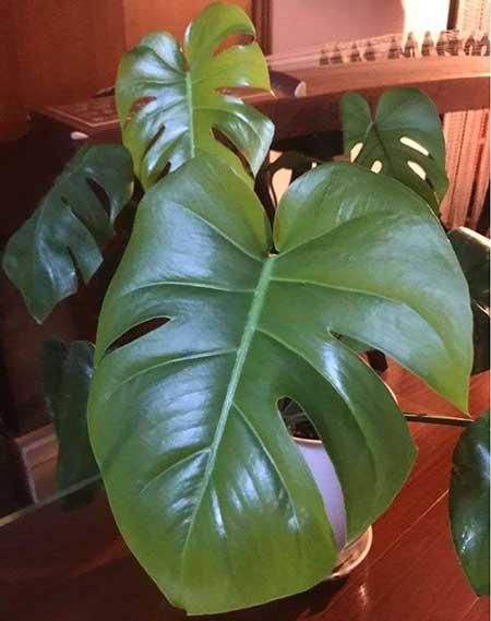 家里客厅养什么花